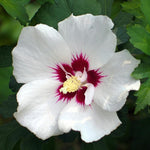 Live Rose of Sharon Plant 6-13" Tall, Althea Hibiscus Bush Well Rooted, Hardy Fragrant Hibiscus Syriacus Flowering Plant - White Blooms