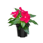 Set 4 of Mix Vinca Plants Live, Ground Cover Plant, Vinca Flower Plant Growing from 3 to 6 Inc Long
