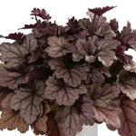 2 Heuchera Live Plants, Coral Bells Heuchera Perennials for Outdoor Garden, Shade Border, Containers, 4-6” Tall Well-Rooted (Plum Purple Heuchera)