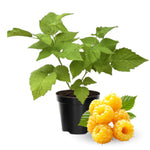 Everbearing Raspberry Bush Plant Live, Cold Hardy, Raspberries Plants Established Roots Live for Planting, 1 Plant 5-9 Inc Tall, No Pot (Yellow)