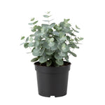 Baby Blue Eucalyptus Plant Live Indoor, Cold Hardy Eucalyptus Tree Live Plant and Fragrant Foliage, Starter Plants from 4 to 7 Inches Tall