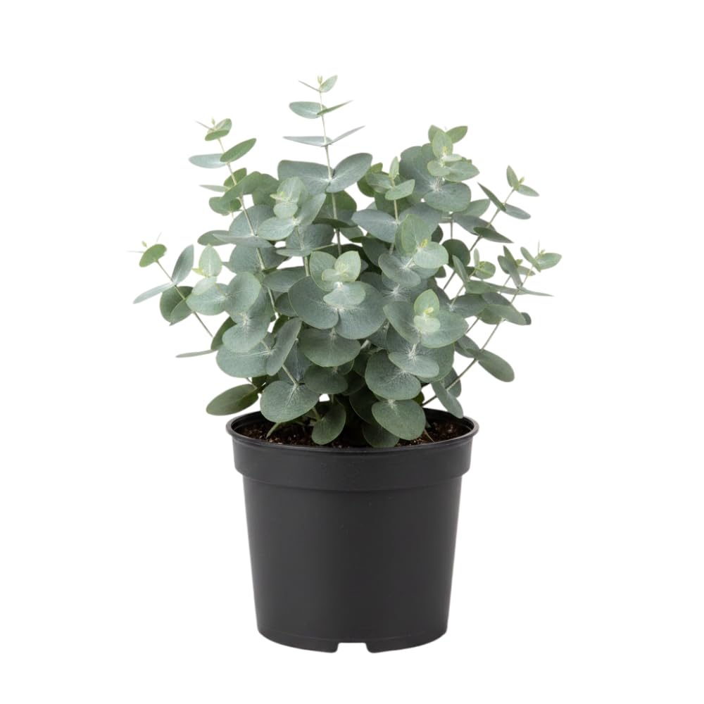 Baby Blue Eucalyptus Plant Live Indoor, Cold Hardy Eucalyptus Tree Live Plant and Fragrant Foliage, Starter Plants from 4 to 7 Inches Tall