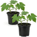 Set 2 Pots Luffa Plants, Live Loofah Gourd Vines in 4 Inch Pots, 4-6" Vegetable Luffa Vine Plant Seedlings