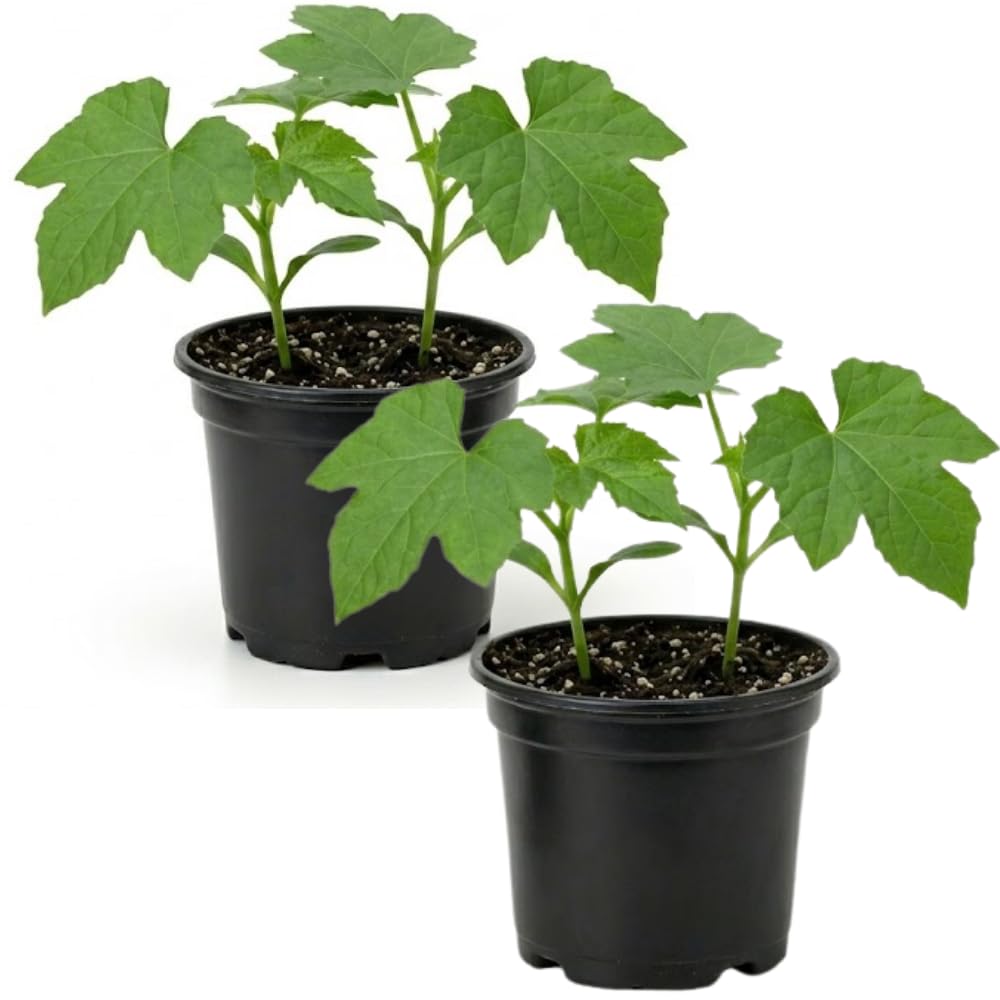 Set 2 Pots Luffa Plants, Live Loofah Gourd Vines in 4 Inch Pots, 4-6" Vegetable Luffa Vine Plant Seedlings