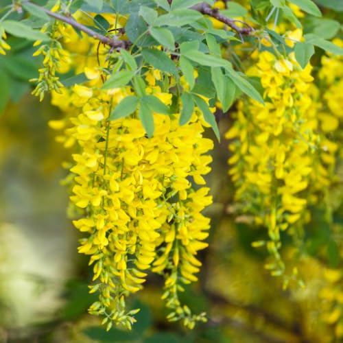 Golden Chain Tree Live Potted Tree, 16-24 Inch Yellow Wisteria Plants