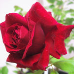 Rose Live Plant for Planting, Fragrant Rose Bush, 5-10” Tall, Ready to Grow Flowering Shrub for Outdoor Garden Beds and Containers (Red Rose)