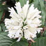2 Shrimp Live Plants, Perennial Shrimp Plants Shrub, Justica Brandegeana Bush 4-8 Inches (White)
