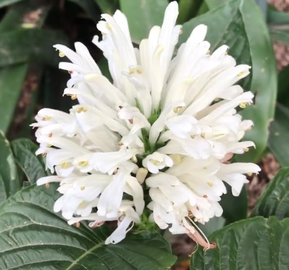 2 Shrimp Live Plants, Perennial Shrimp Plants Shrub, Justica Brandegeana Bush 4-8 Inches (White)