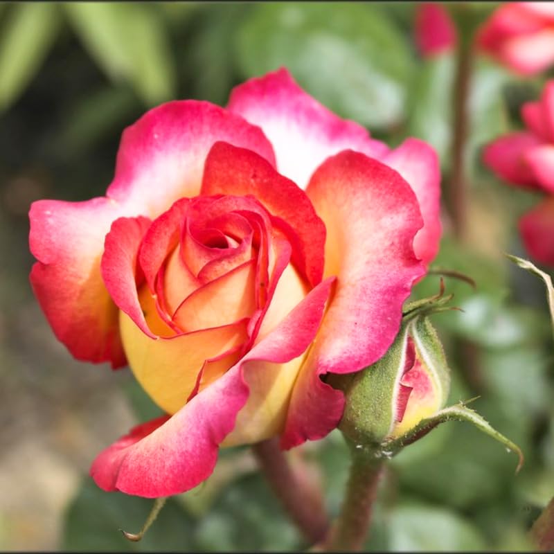 Rose Bush Live Plant, Fragrant Hybrid Tea Rose Flowers Well Rooted Plant, 5-10 Inc Tall for Planting Indoor Outdoor (Moment Rose)