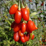 2 Goji Berry Plants Bushes for Planting, 8 Months Old Goji Berry Bush Ready to Plants, Goji Berries Trees Plants Live