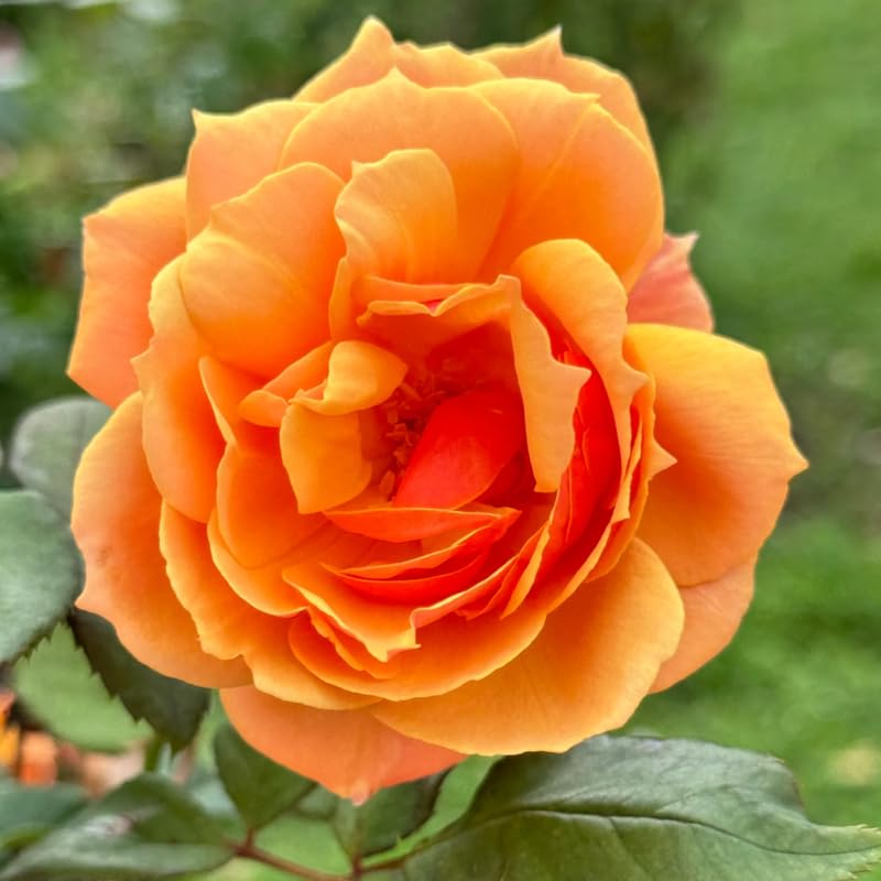 Rose Bush Live Plant, Hybrid Tea Rose Plant Live, 5-9 Inch Tall, Fragrant Flowers Tree, Well-Rooted 1 Year Old, No Pot (Orange Rose)