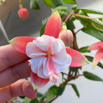 Set 2 Fuchsia Plants Live 2-5 Inches Tall, Colorful Hanging Flower Plants for Patio, Garden and Containers (Light Pink)