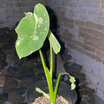 Elephant Ear Plants, Rare Colocasia Plant Live, Perennial Esculenta Taro Alocasia 4-8 Inch Tall, Indoor Outdoor Garden (White Spotted)