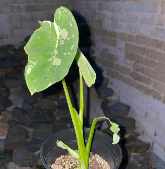 Elephant Ear Plants, Rare Colocasia Plant Live, Perennial Esculenta Taro Alocasia 4-8 Inch Tall, Indoor Outdoor Garden (White Spotted)