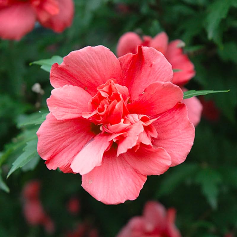 Red Rose of Sharon Plant, Hardy Hibiscus Bush Shrub Well-Rooted 7-13" Tall Althea Shrub with Summer Blooms for Outdoor Landscape