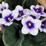 White Blue African Violet Live Plant, 4 Inch Pot African Violets Live Plant, Live Afican Violets Plants, Flowering African Violets Live Plants Indoor Garden, Perennial Live African Violet Plants