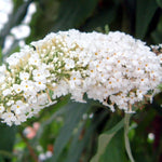 White Butterfly Bush Buddleia Butterfly Plant Live, 4-9" Tall Well-Rooted for Outdoor Gardens, Perennial Shrub, No Pot