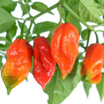 Pack 2 Red Ghost Pepper Plants, Live Red Ghost Pepper Plants for Growing, 80 Days Old Plant