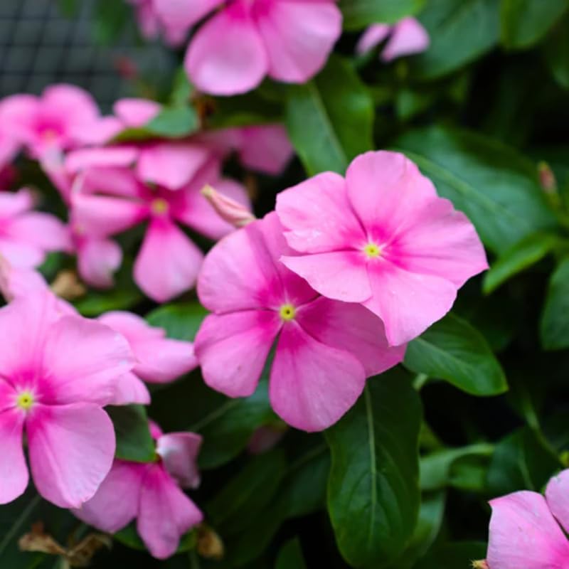 2 Pink Vinca Plants Live Ground Cover, 3-6" Tall Trailing Vinca Flowers for Garden Beds, Pots, Outdoor Landscaping, in Pot