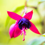 2 Purple Fuchsia Plants Live, Live Fuchsia Plant, 3 to 5 Inches Tall, Red White Flower Plant