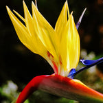 Sets 2 Yellow Bird of Paradise Plants Live, Striking Blue Yellow Blooms, 5 to 9 Inc Tall, No Pot, Tropical Houseplant, Exotic and Vibrant Color