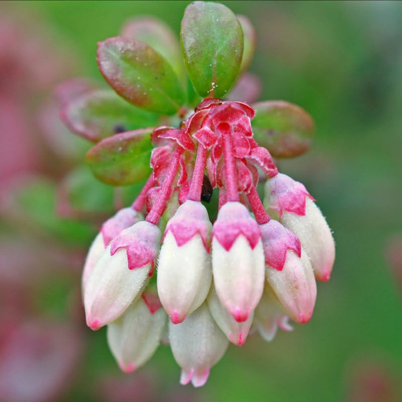 2 Blueberry Trees Live Plant for Planting, 5-10" Tall, Blueberry Plant Live, Sweet Blueberry Bush Live Plant, Large Blueberries Fruit Bareroot (Pink Lemonade Blueberry)