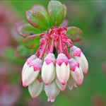 2 Blueberry Trees Live Plant for Planting, 5-10" Tall, Blueberry Plant Live, Sweet Blueberry Bush Live Plant, Large Blueberries Fruit Bareroot (Pink Lemonade Blueberry)