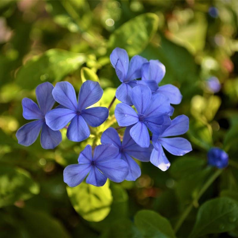 2 Blue Plumbago Plants, Live Plumbago Flowering Plant Well Rooted, 4 to 7 Inches