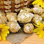 1 Pound Jerusalem Artichoke for Planting Outdoors, Jerusalem Artichoke Root Plant