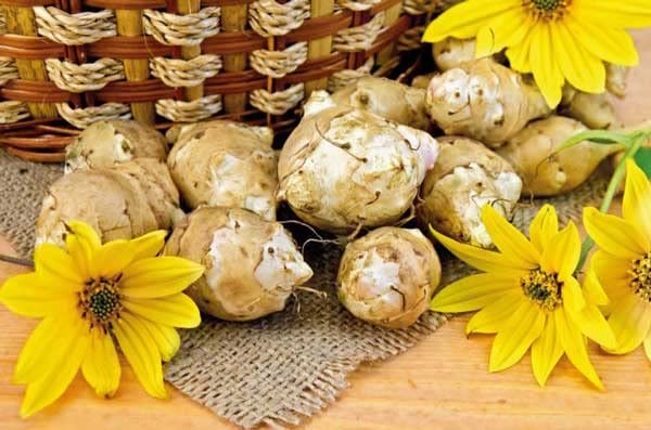1 Pound Jerusalem Artichoke for Planting Outdoors, Jerusalem Artichoke Root Plant