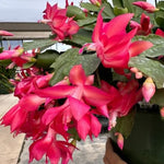 True Christmas Cactus Live Plant, Vibrant Pink Christmas Cactus Houseplant 4-6 Inch, Holiday Succulent Flower for Hanging Basket, Container