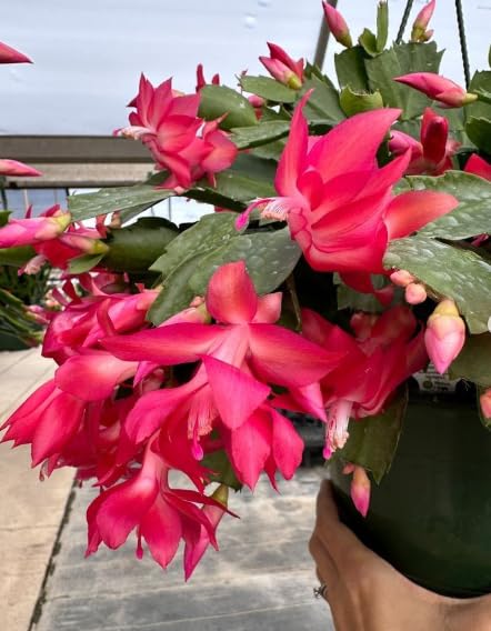 True Christmas Cactus Live Plant, Vibrant Pink Christmas Cactus Houseplant 4-6 Inch, Holiday Succulent Flower for Hanging Basket, Container