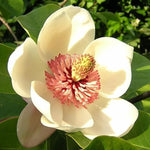 02 Sweetbay Magnolia Trees Live Plants 2.5" Pot, 1 Year Old Well-Rooted Tree, Cold Hardy, Magnolia Shrub for Spring Planting, Fast-Growing