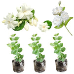 3 Climbing Jasmine Live Plants for Indoor Outdoor Planting, Orleans Sambac Jasmine Plants Live, Fragrant, 5-8" in Tall, Hardy