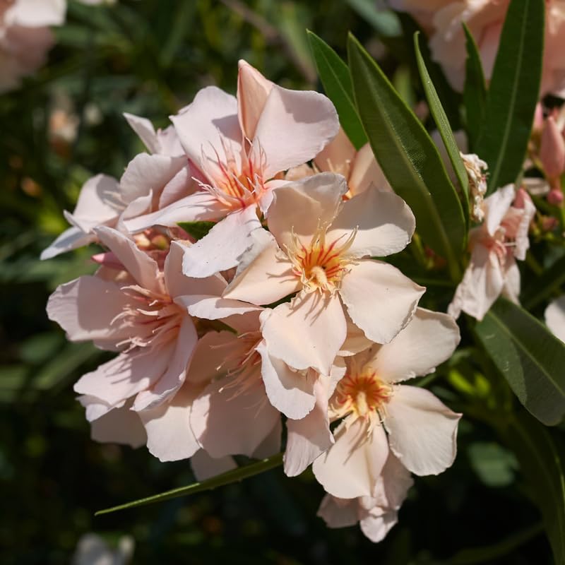 Set 2 Oleander Plants Live, Flowering Oleander Bush Shrub Ready to Grow Outdoor, 5-7 Inch Tall - Salmon Oleander