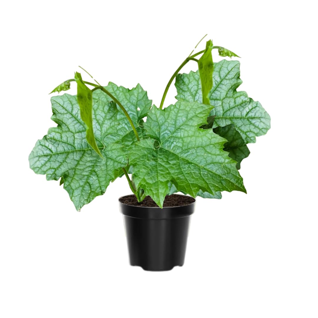 Luffa Plants Live, Live Luffa Plants, 02 Plants in 4 Inch Pot, Luffa Gourd Plant, Loofah Plant Live Indoor Outdoor