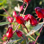 2 Roselle Hibiscus Plants Live for Planting, Red Sorrel Hibiscus Live Plant 4 to 8 Inch Height, in 4 Inch Pot