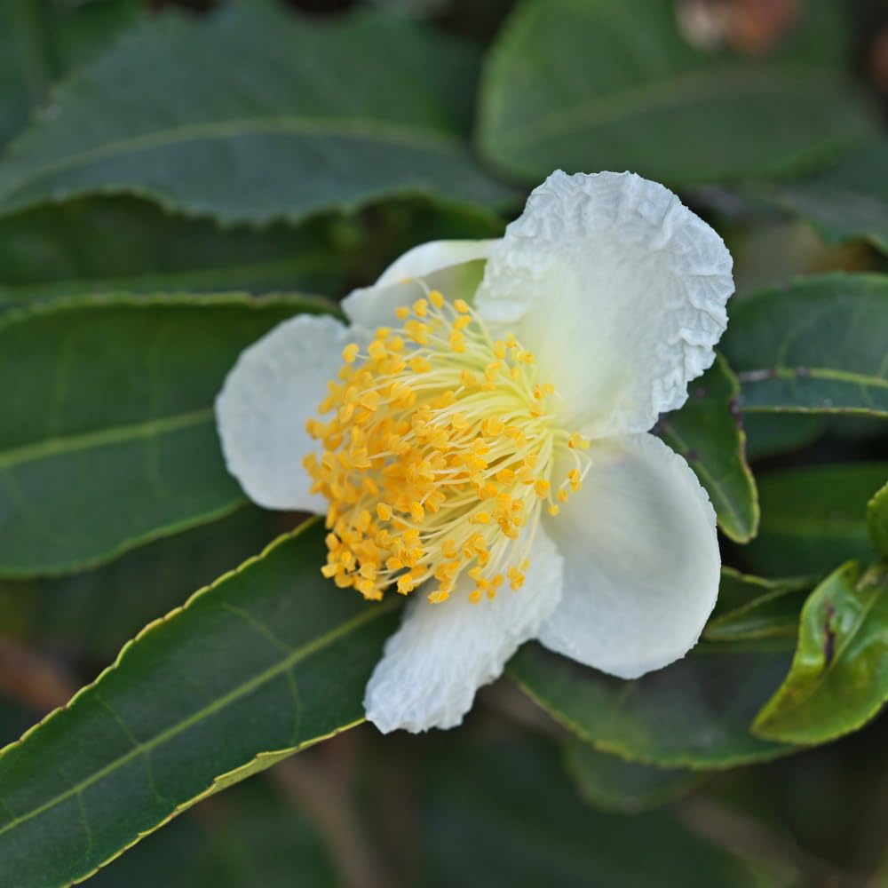 Camellia Sinensis Plants Live, Camellia Plant Live, Green Tea Plant, 5-7 Inches Tall for Indoor Outdoor Growing