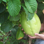 Giant Passion Fruit Vine Plant Live, Perennial Tropical Fruit Tree for Garden or Trellis, 5-10 Inches Tall