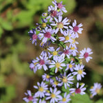 Live Aster Plant for Planting, Vibrant Blue Blooms 4-9 Inch Tall, Hardy and Perennial Aster, Ideal for Container and Outdoor Growing
