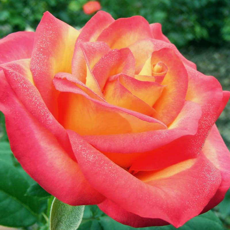 Rose Bush Live Plant, Hybrid Tea Rose Plant Live, 5-9 Inch Tall, Fragrant Flowers Tree, Well-Rooted 1 Year Old, No Pot (Rare Orange Rose)