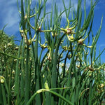3 Walking Onion Plants Live, Cold Hardy and Perennial, Easy-to-Grow Vegetable Spring Planting, 7 Months Old