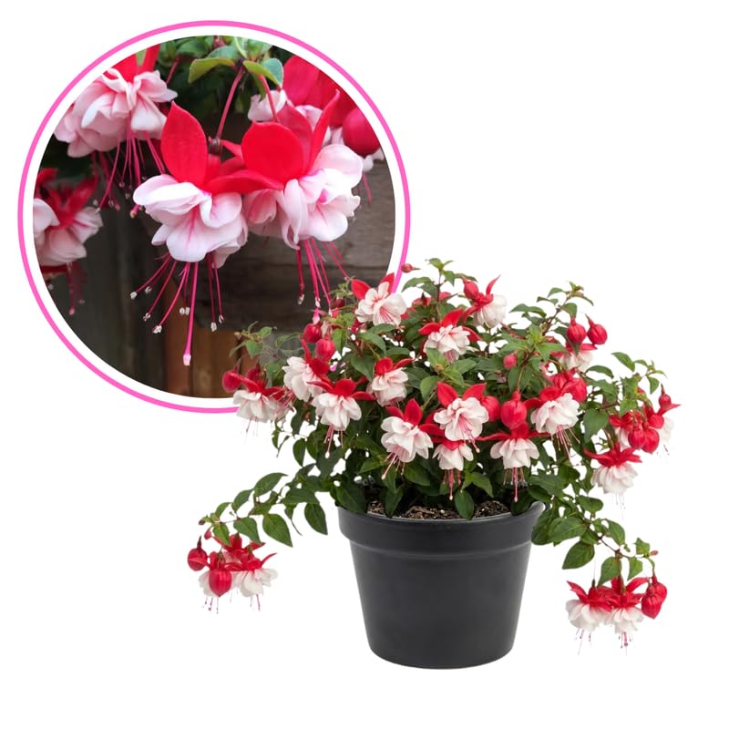 Red Fuchsia Plant Live 4'' Pot, Hardy Flowering Fuchsia Starter 3-6'' Tall, Hanging Basket or Patio Garden Plants, 2 Plants per Pot