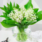 10 Lily of The Valley Bulbs, Hardy Perennial Flower Bulbs with White Blooms for Garden Planting, Fragrant Lily Bulbs
