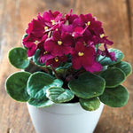 Burgundy Red African Violet Live Plant, 4 Inch Pot African Violets Live Plants, Violets Flowers Houseplants, Perennial Flowering Violet Plant Indoor Garden