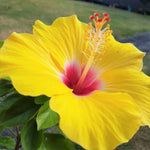Hibiscus Plants Live, Hibiscus Plants Live, Easy to Plant, Hibiscus Tree Live Plant, Perennial Flower Tree, 6 to 8 Inch Tall, Tequila Sun Gorgeous Hibiscus