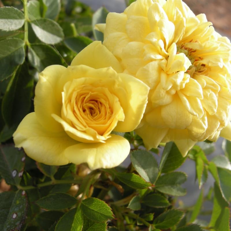 Tree Rose Live Plant 4 Inches Tall, Rose Bush Starter Plant, No Pot, Outdoor Garden Can Train As Climbing Roses (Sunrosa Yellow)