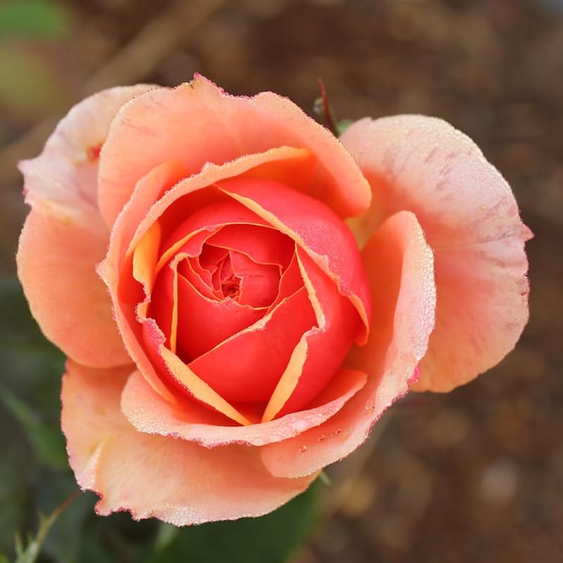 Rose Plant Live, Fragrant Heirloom Flower Bush, 5-10 Inch Tall, Grows as Climbing or Shrub for Outdoor Garden, No Pot (Rosa Orange Rose)