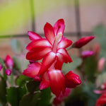 Christmas Cactus Plants Live, Thanksgiving Cactus Easter Cactus Like, 4-8 Inc Tall, Cold Hardy, Holiday Cactus for Indoor Outdoor Planting, Starter Size (Red)