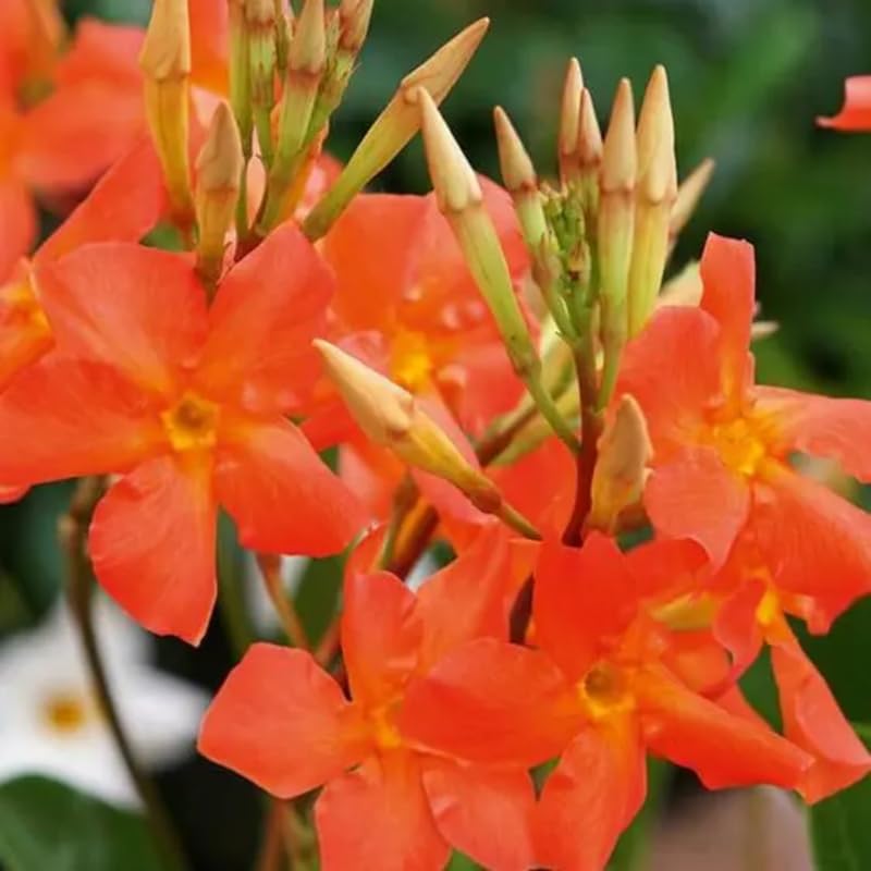 2 Orange Mandevilla Live Plants, Flowering Mandevilla Plants, 5-9” Tall, Mandevilla Trellis Vines for Outdoor Garden and Containers